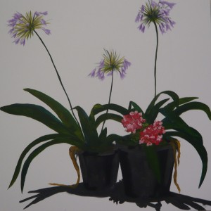 Potted agapanthus (given to Yan Zhang)